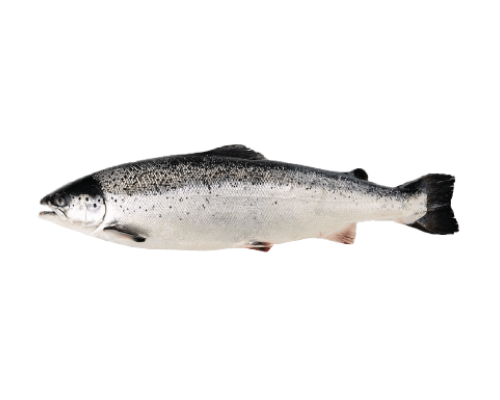 Cá hồi tươi Na-Uy nguyên con size 5-6kg