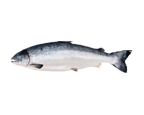 Cá hồi tươi Na-Uy nguyên con size 7-8kg