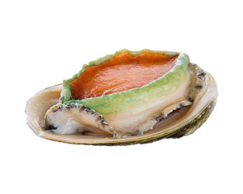 Bào Ngư Viền Xanh Úc Size 7 con/kg