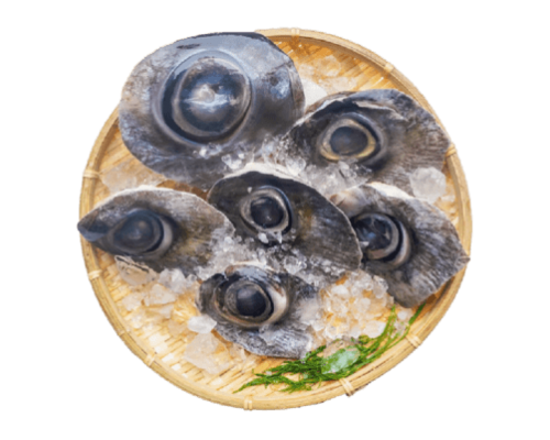 MẮT CÁ NGỪ ĐẠI DƯƠNG