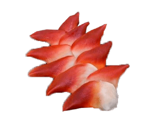 Sò đỏ Sashimi 20-25con/kg