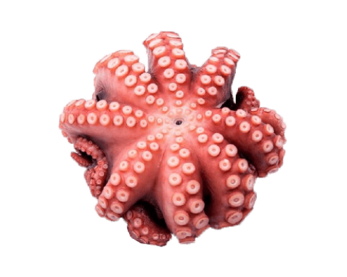 Bạch Tuộc Nhật Bản - Sahimi