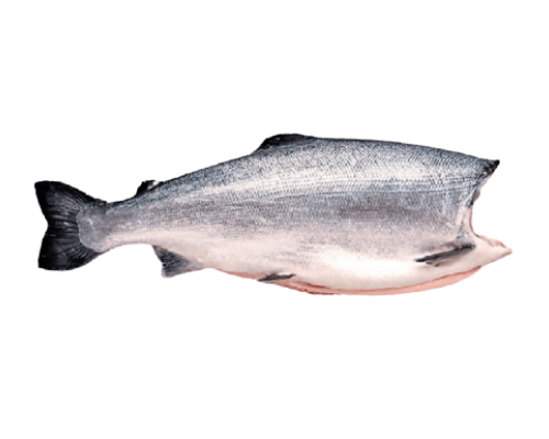 Cá Hồi Đông Lạnh Nguyên Con 3-5kg