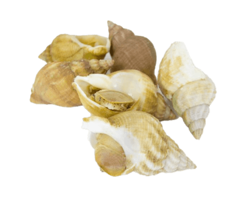 Ốc Bulot - Món ngon đậm đà từ biển sâu