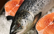 Mua cá hồi nguyên con tươi ở đâu TPHCM