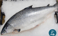 Cá hồi nguyên con nhập khẩu: Xuất xứ, chất lượng và lợi ích