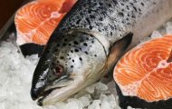 Từ Biển Bắc Đến Bàn Ăn: Nguồn Gốc và Quy Trình Nuôi Trồng Cá Hồi Nauy Nguyên Con